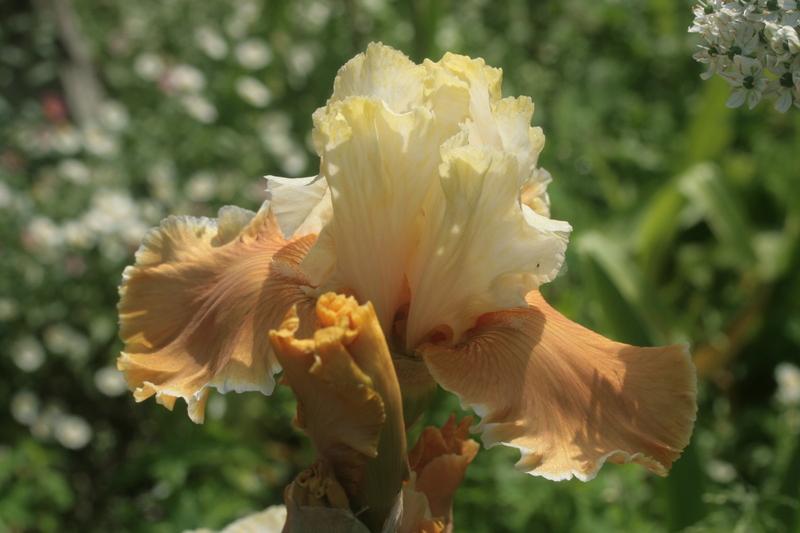Photo of Tall Bearded Iris (Iris 'English Charm') uploaded by CLUSIANA