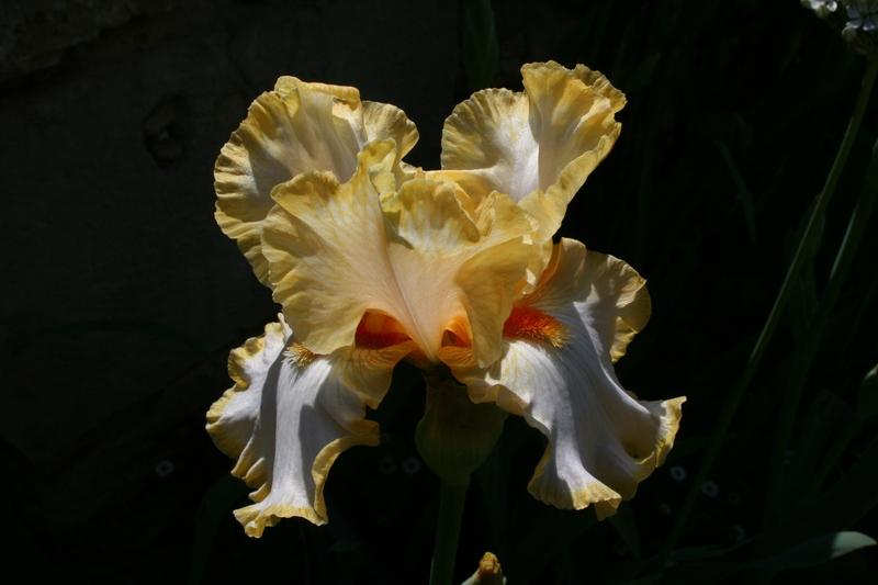 Photo of Tall Bearded Iris (Iris 'Champagne Waltz') uploaded by CLUSIANA
