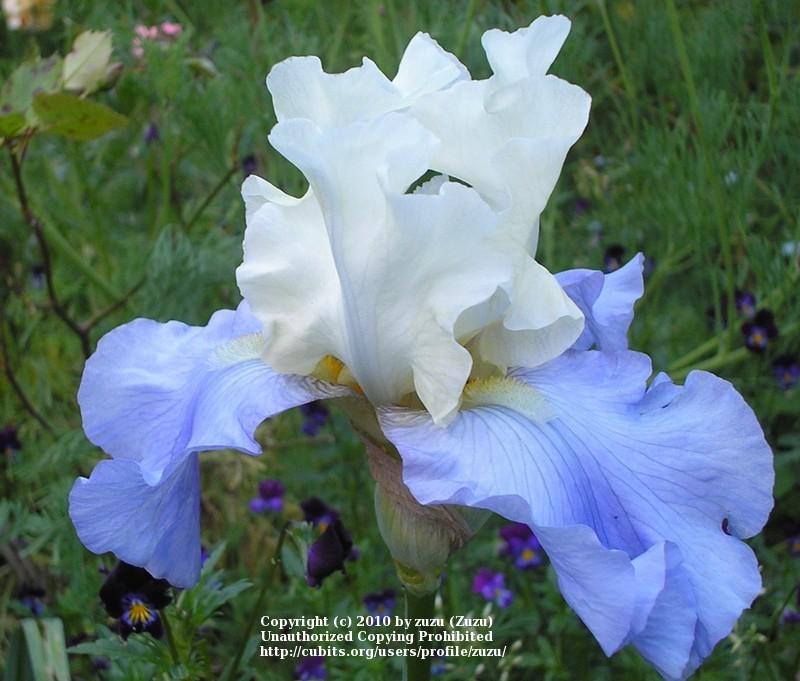 Photo of Tall Bearded Iris (Iris 'Stairway to Heaven') uploaded by zuzu