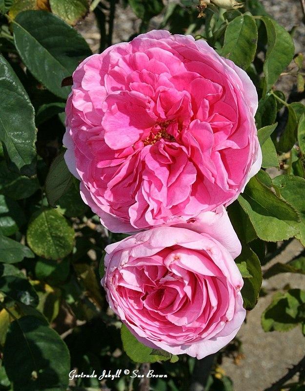 Photo of Rose (Rosa 'Gertrude Jekyll') uploaded by Calif_Sue
