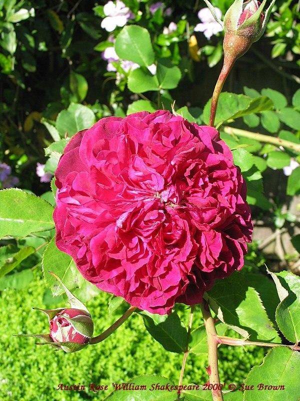 Photo of Rose (Rosa 'William Shakespeare 2000') uploaded by Calif_Sue