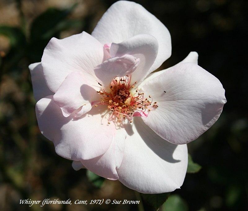 Photo of Rose (Rosa 'Whisper') uploaded by Calif_Sue