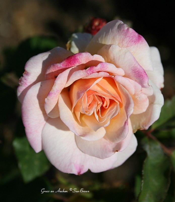 Photo of Rose (Rosa 'Gruss an Aachen') uploaded by Calif_Sue