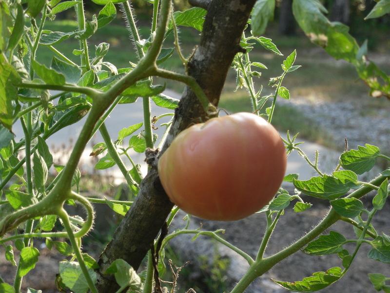Photo of Tomato (Solanum lycopersicum 'Paul Robeson') uploaded by wildflowers