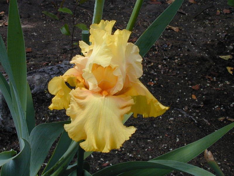 Photo of Tall Bearded Iris (Iris 'Abbondanza') uploaded by Betja