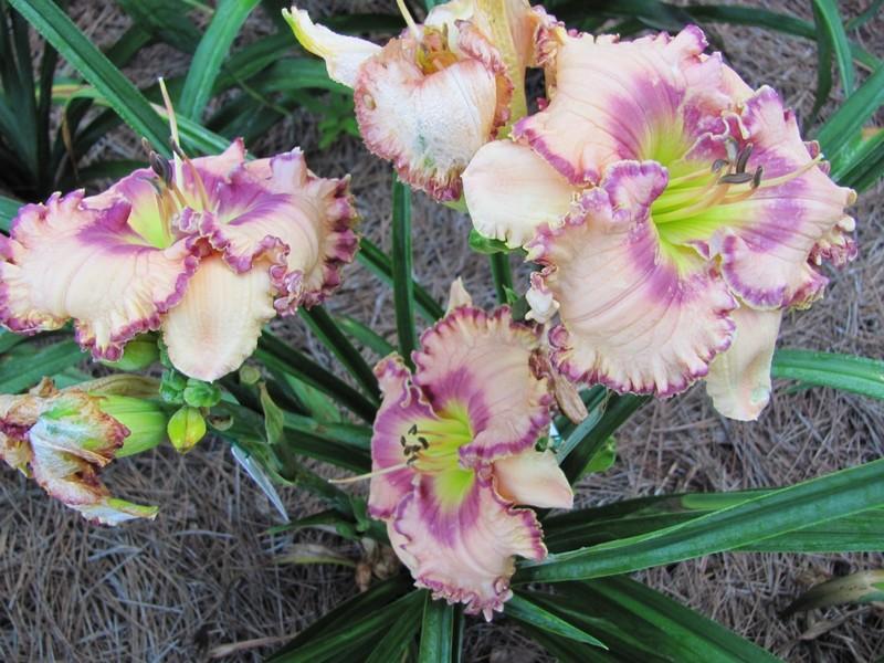 Photo of Daylily (Hemerocallis 'Force to Be Reckoned With') uploaded by bentleygardens