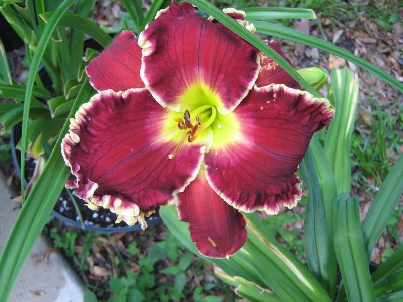 Photo of Daylily (Hemerocallis 'Red Velvet Elvis') uploaded by gardenglory
