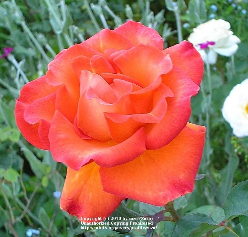 Photo of Rose (Rosa 'Gingersnap') uploaded by zuzu