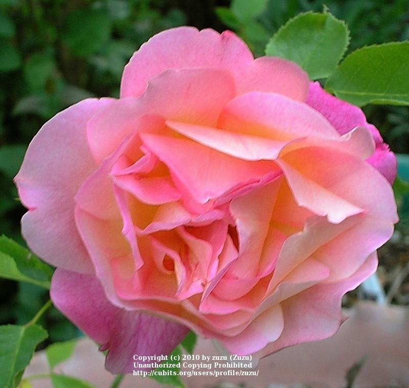 Photo of Rose (Rosa 'Girona') uploaded by zuzu