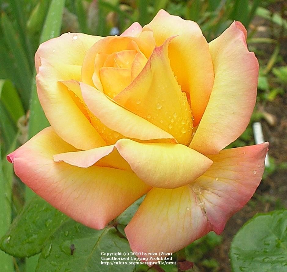 Photo of Rose (Rosa 'Glowing Peace') uploaded by zuzu