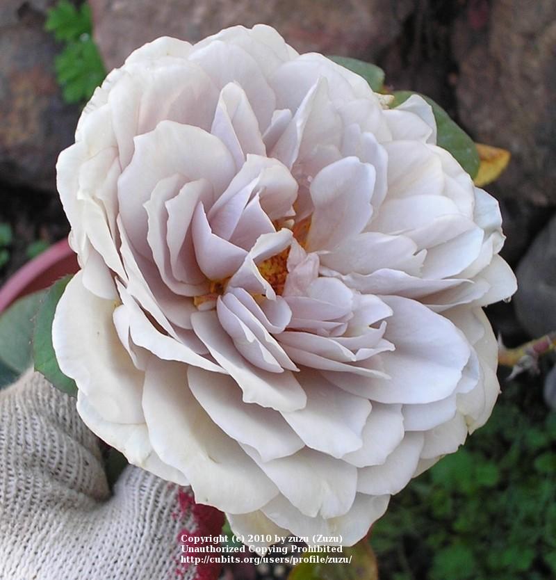 Photo of Rose (Rosa 'Grey Pearl') uploaded by zuzu