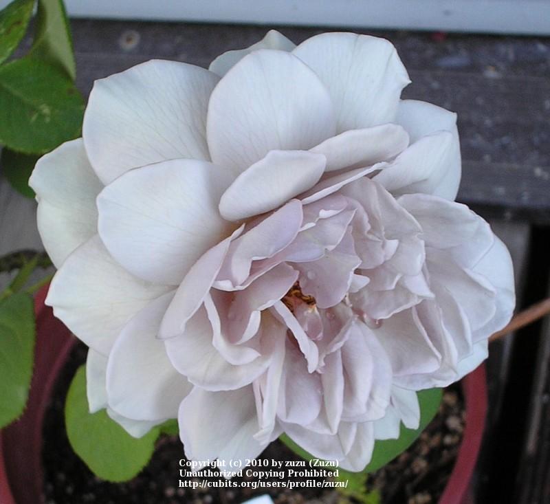 Photo of Rose (Rosa 'Grey Pearl') uploaded by zuzu