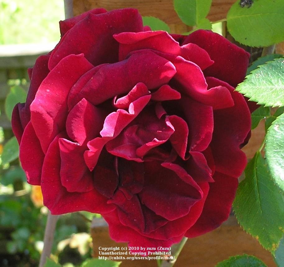 Photo of Rose (Rosa 'Guinee') uploaded by zuzu