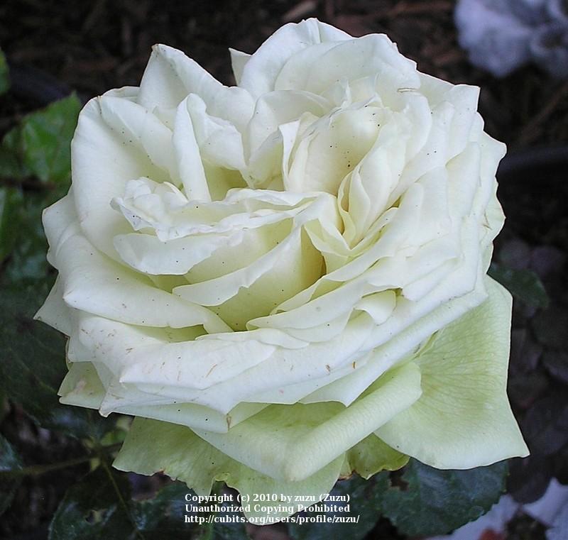 Photo of Rose (Rosa 'Green Romantica') uploaded by zuzu