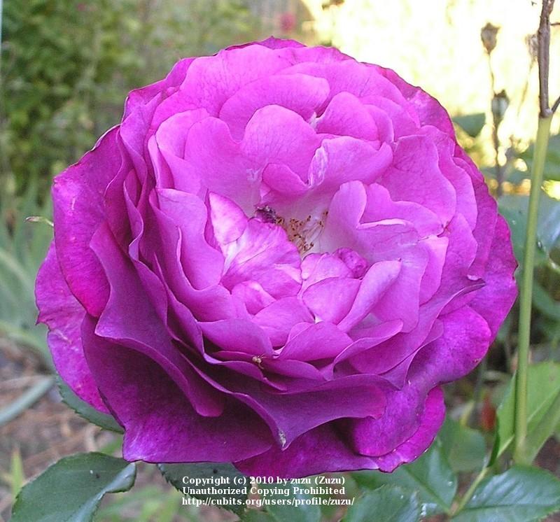 Photo of Rose (Rosa 'Wild Blue Yonder') uploaded by zuzu