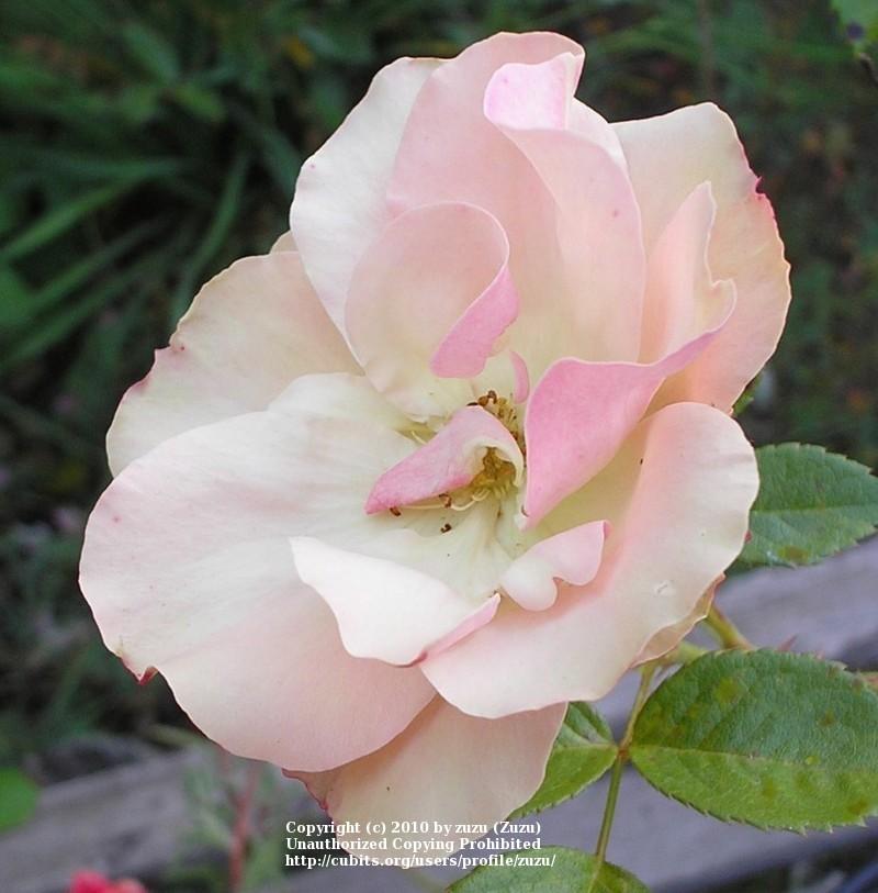Photo of Rose (Rosa 'Greensleeves') uploaded by zuzu