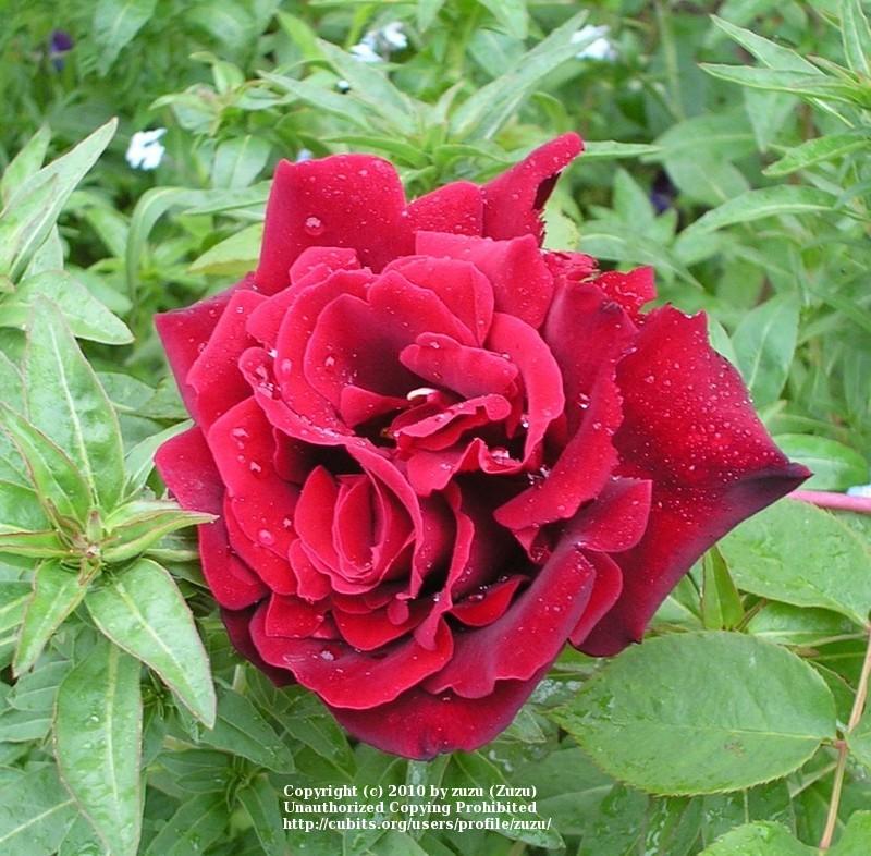 Photo of Rose (Rosa 'Guinee') uploaded by zuzu