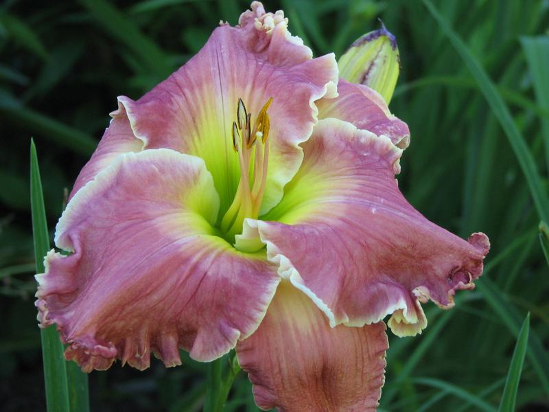 Photo of Daylily (Hemerocallis 'Cloud of Witnesses') uploaded by mlt