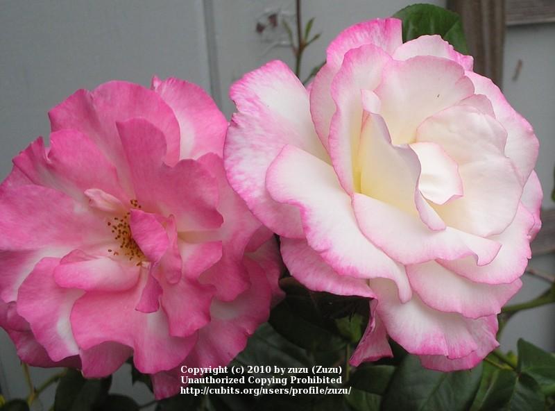 Photo of Rose (Rosa 'Handel') uploaded by zuzu
