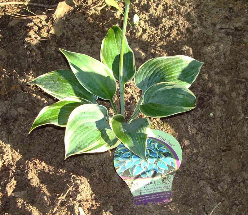 Photo of Hosta 'First Frost' uploaded by tcs1366