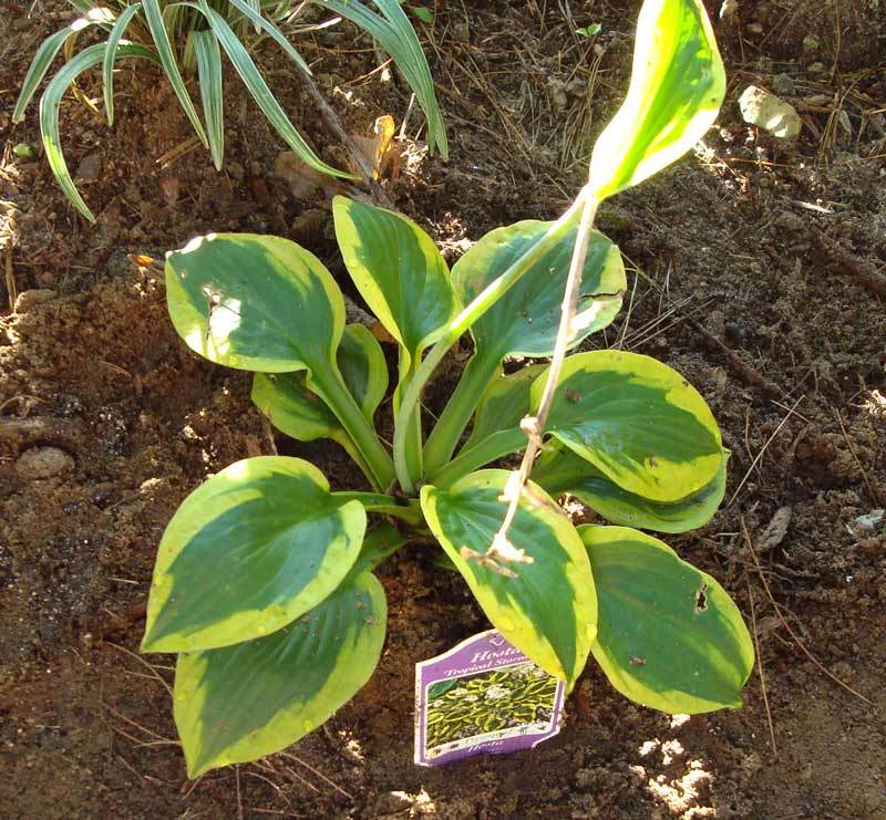 Photo of Hosta 'Tropical Storm' uploaded by tcs1366