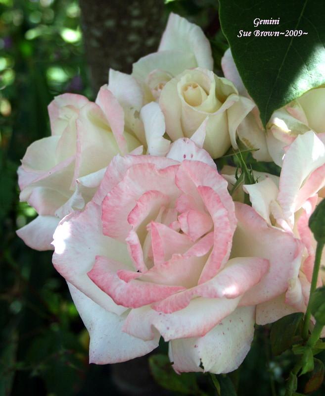 Photo of Rose (Rosa 'Gemini') uploaded by Calif_Sue