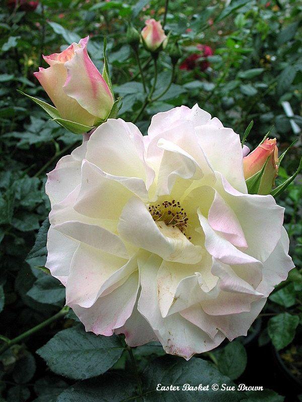 Photo of Rose (Rosa 'Easter Basket') uploaded by Calif_Sue