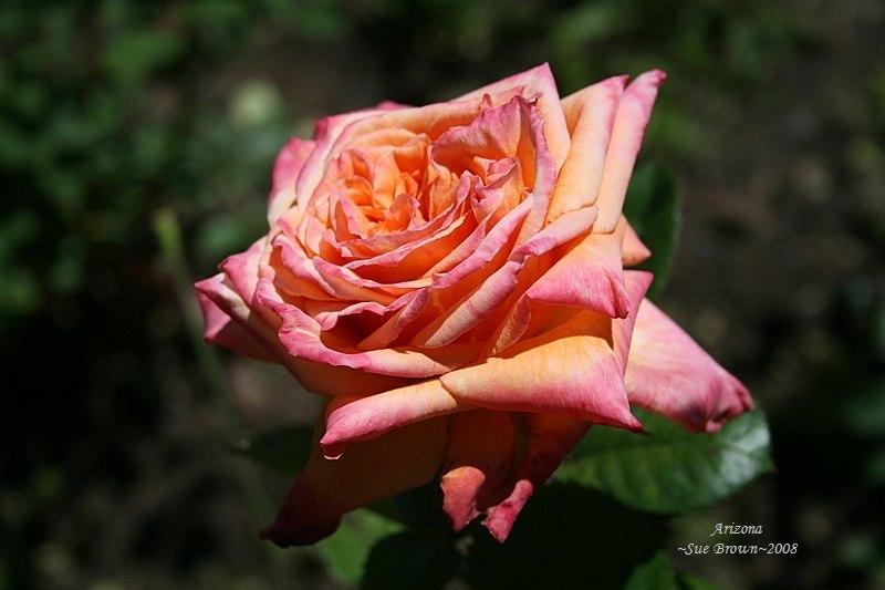 Photo of Rose (Rosa 'Arizona') uploaded by Calif_Sue
