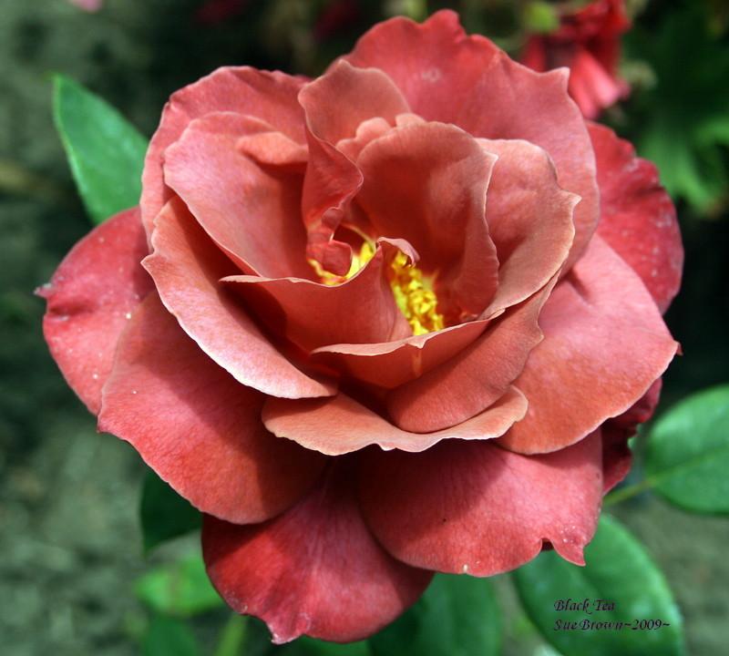 Photo of Rose (Rosa 'Black Tea') uploaded by Calif_Sue