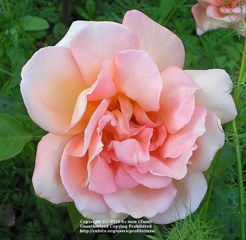 Photo of Rose (Rosa 'Helen Traubel') uploaded by zuzu