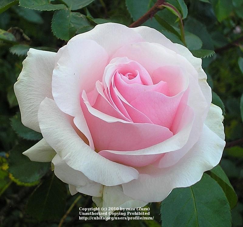 Photo of Rose (Rosa 'Hawkeye Belle') uploaded by zuzu