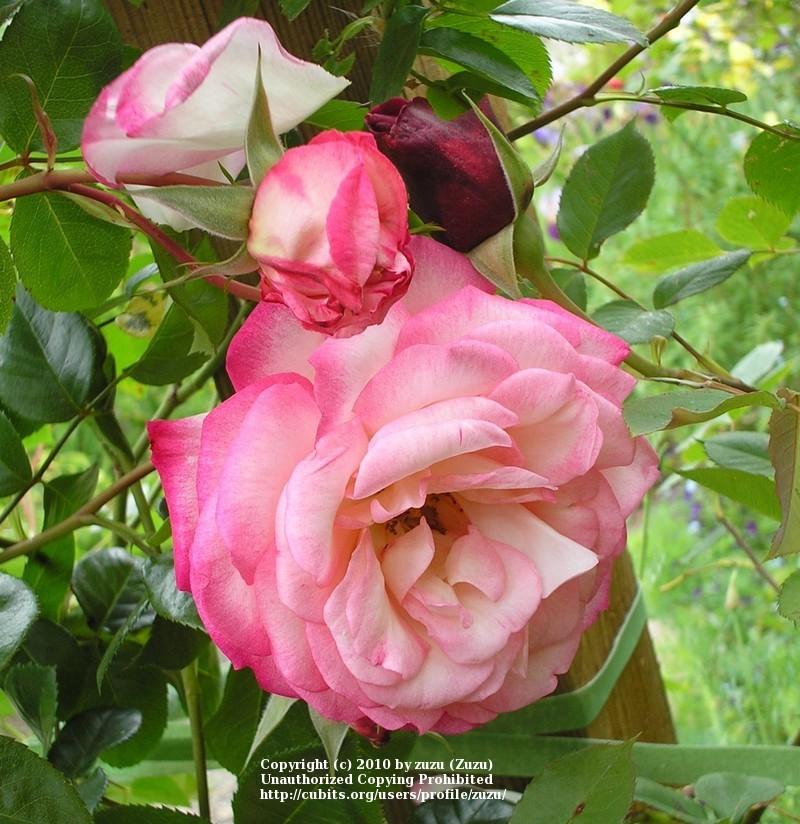 Photo of Rose (Rosa 'Harlekin') uploaded by zuzu