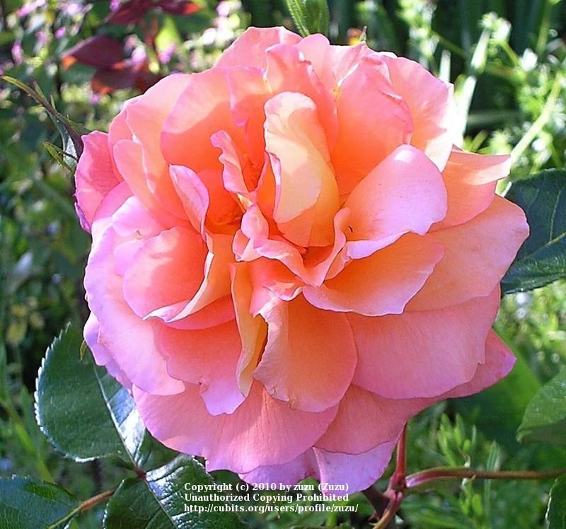 Photo of Rose (Rosa 'Heartbeat') uploaded by zuzu