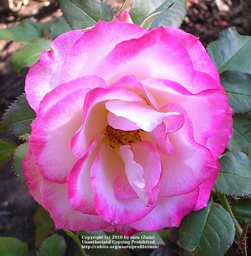 Photo of Rose (Rosa 'Heart 'n' Soul') uploaded by zuzu