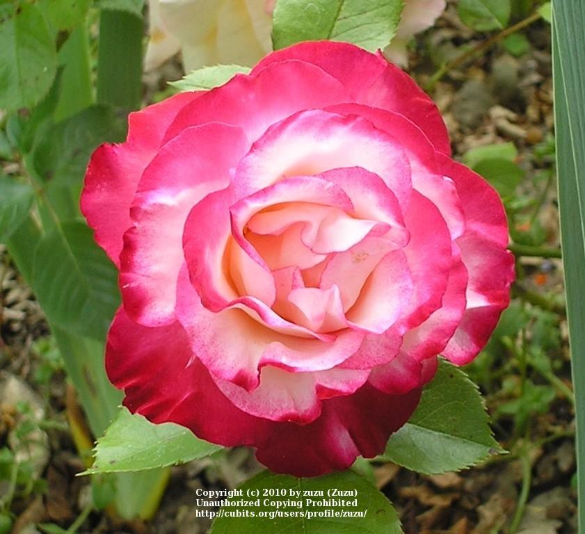 Photo of Rose (Rosa 'Heart 'n' Soul') uploaded by zuzu