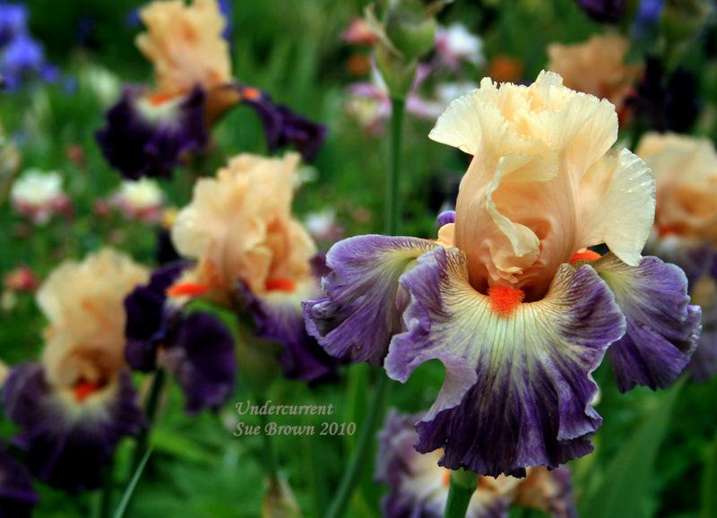 Photo of Tall Bearded Iris (Iris 'Undercurrent') uploaded by Calif_Sue