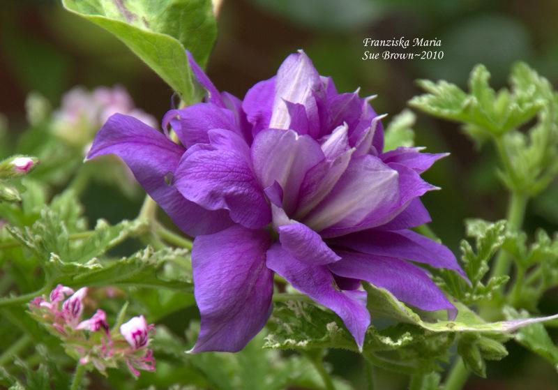 Photo of Clematis Franziska Maria™ uploaded by Calif_Sue