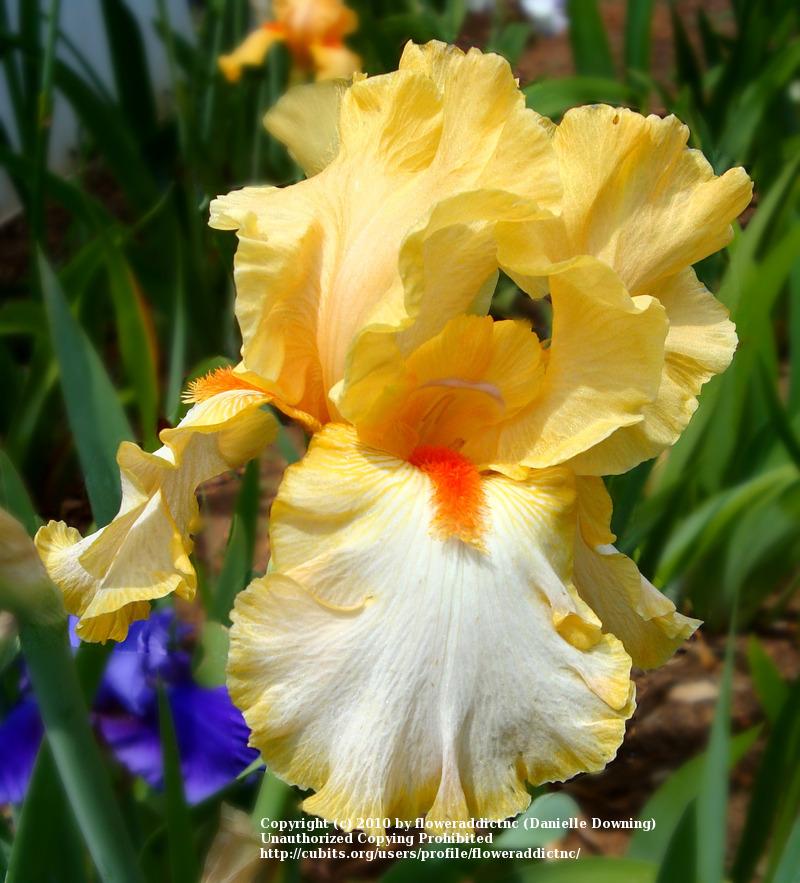 Photo of Tall Bearded Iris (Iris 'Champagne Waltz') uploaded by floweraddictnc