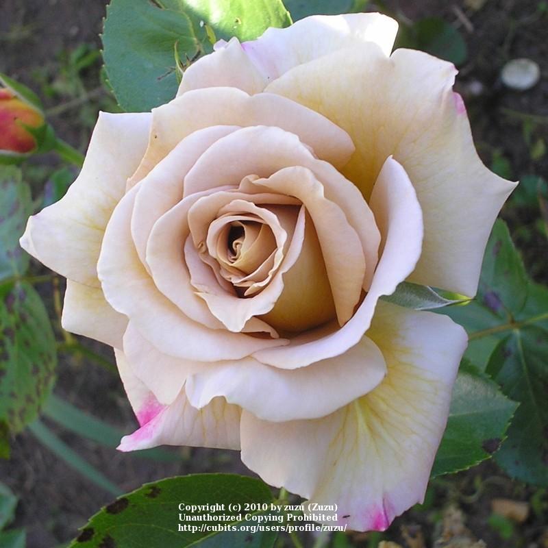 Photo of Rose (Rosa 'Honey Dijon') uploaded by zuzu