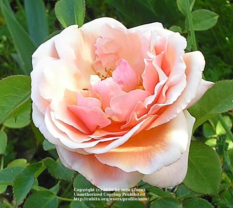 Photo of Rose (Rosa 'Iced Ginger') uploaded by zuzu