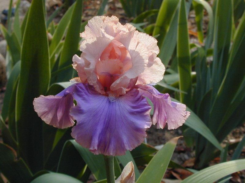 Photo of Tall Bearded Iris (Iris 'Florentine Silk') uploaded by Betja