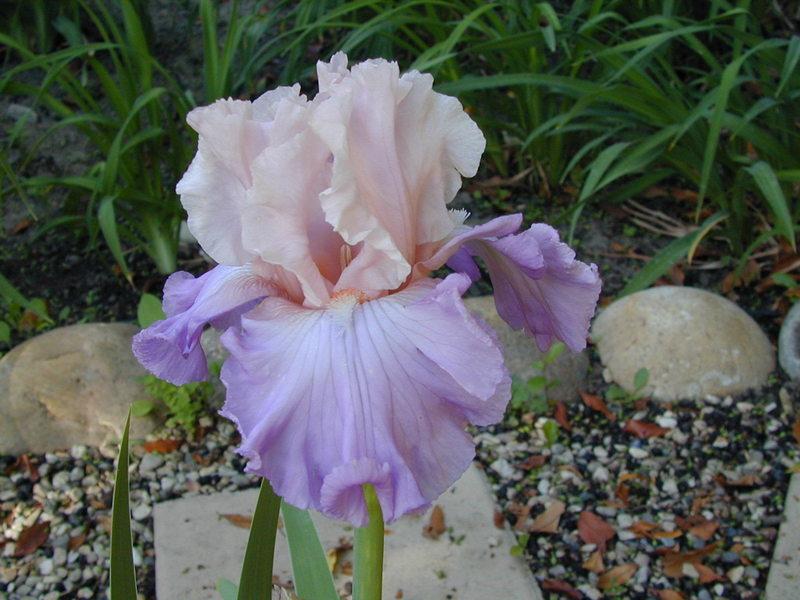 Photo of Tall Bearded Iris (Iris 'Venita Faye') uploaded by Betja