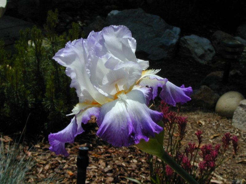 Photo of Tall Bearded Iris (Iris 'Conjuration') uploaded by Betja
