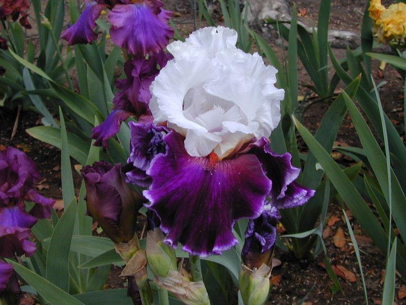 Photo of Tall Bearded Iris (Iris 'Applause Line') uploaded by Betja