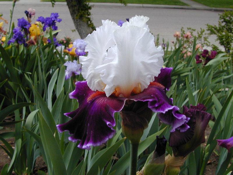 Photo of Tall Bearded Iris (Iris 'Applause Line') uploaded by Betja