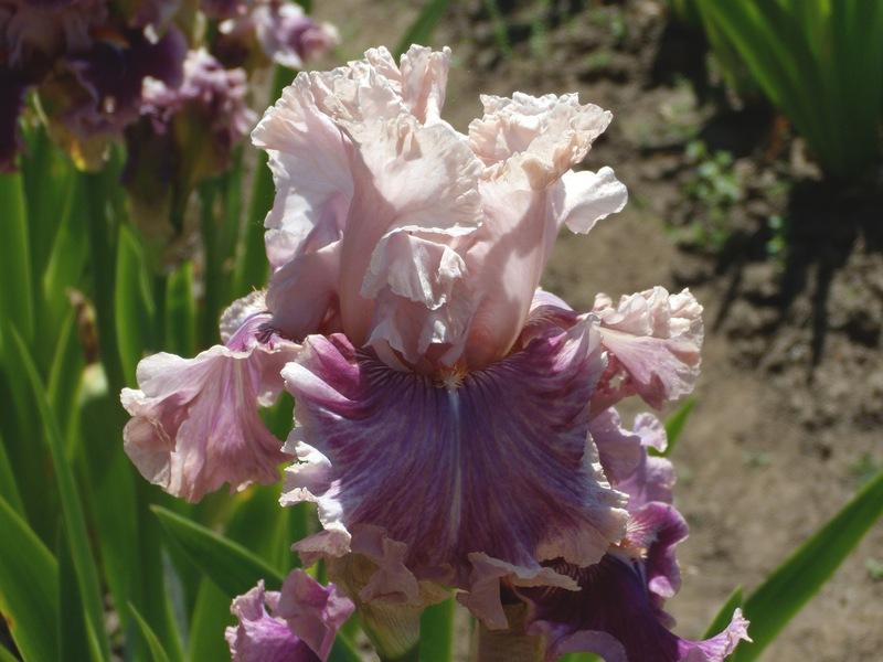 Photo of Tall Bearded Iris (Iris 'Oxford Countess') uploaded by Betja