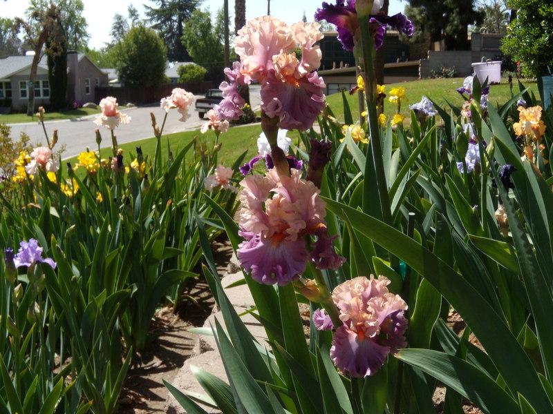 Photo of Tall Bearded Iris (Iris 'Photogenic') uploaded by Betja