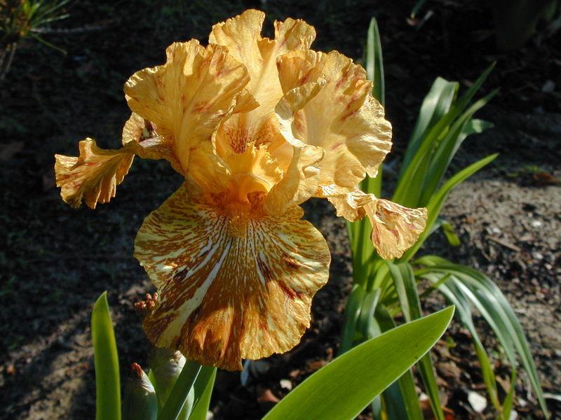 Photo of Tall Bearded Iris (Iris 'Tiger Honey') uploaded by Betja
