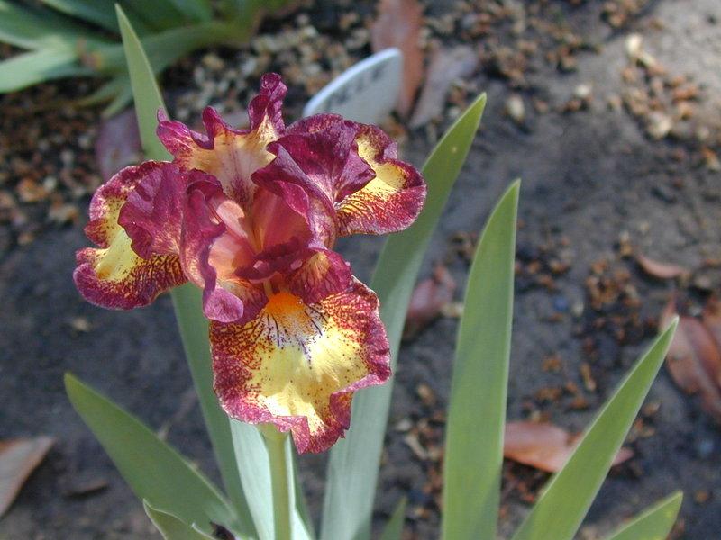 Photo of Intermediate Bearded Iris (Iris 'Tripod') uploaded by Betja