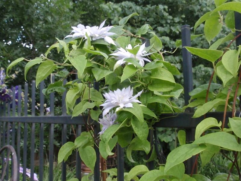 Photo of Clematis 'Belle of Woking' uploaded by canadanna
